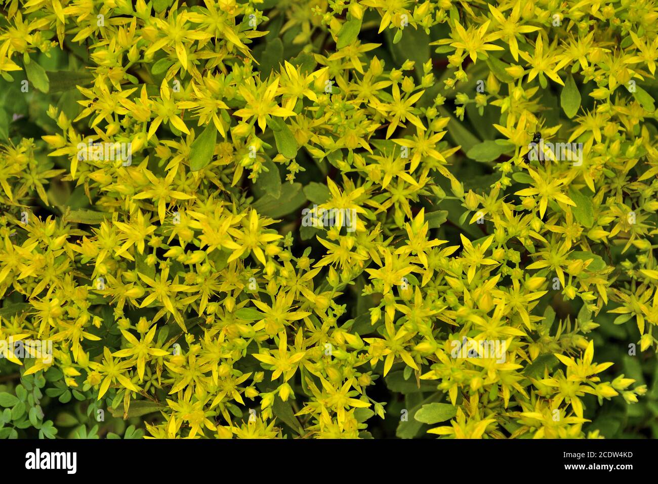 Beautiful golden flowers of succulent and medicinal plant Sedum hybridum Stock Photo