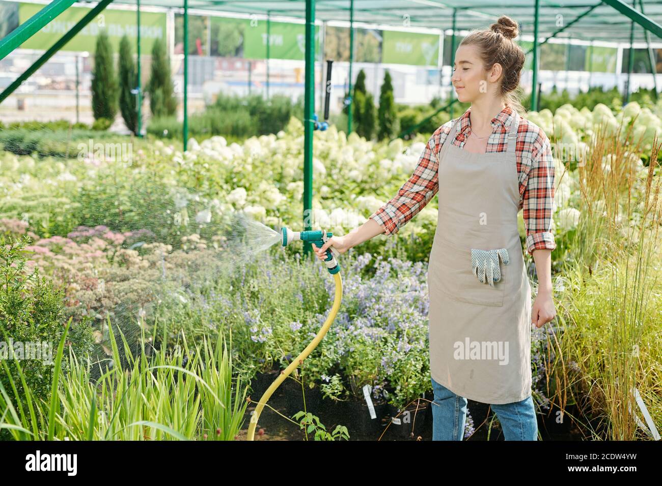 Young gardener in workwear watering green plants growing in large hothouse Stock Photo