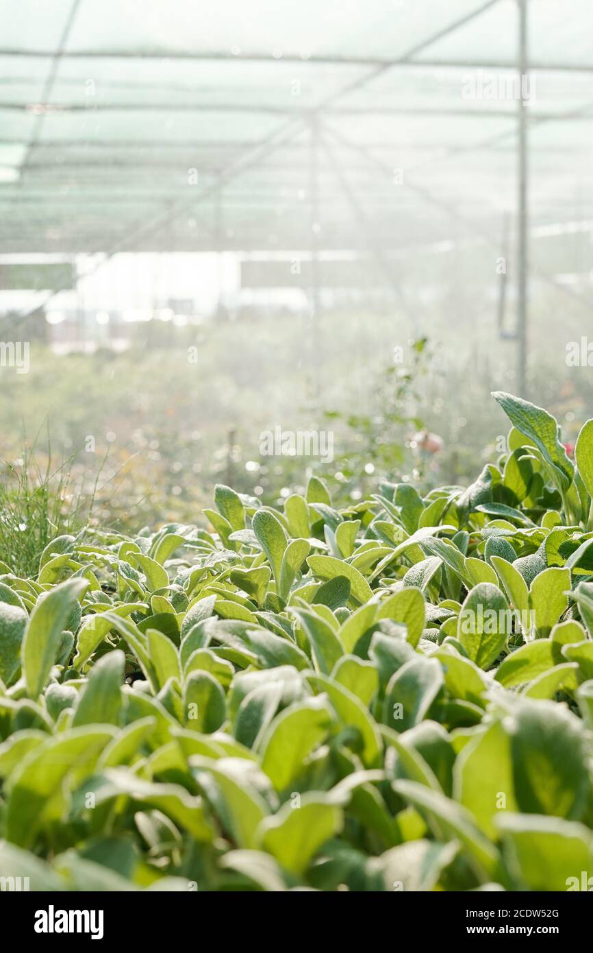 Rows of plants with green leaves growing inside large contemporary ...