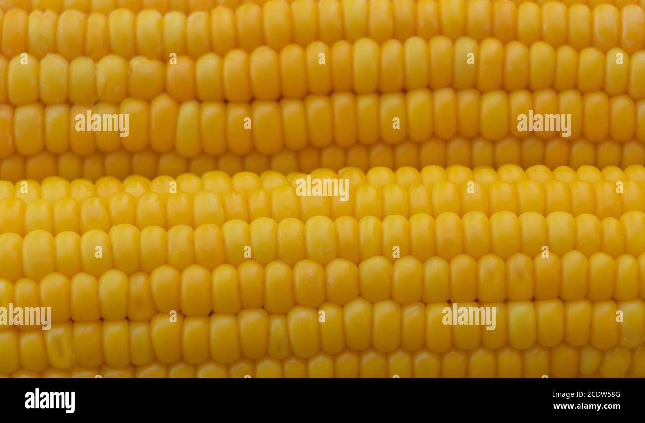 Boiled corn close up. Benefits of boiled corn Stock Photo Alamy