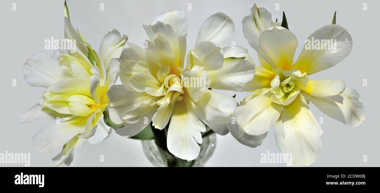 Three beautiful white-yellow tulips isolated, close-up top view Stock Photo