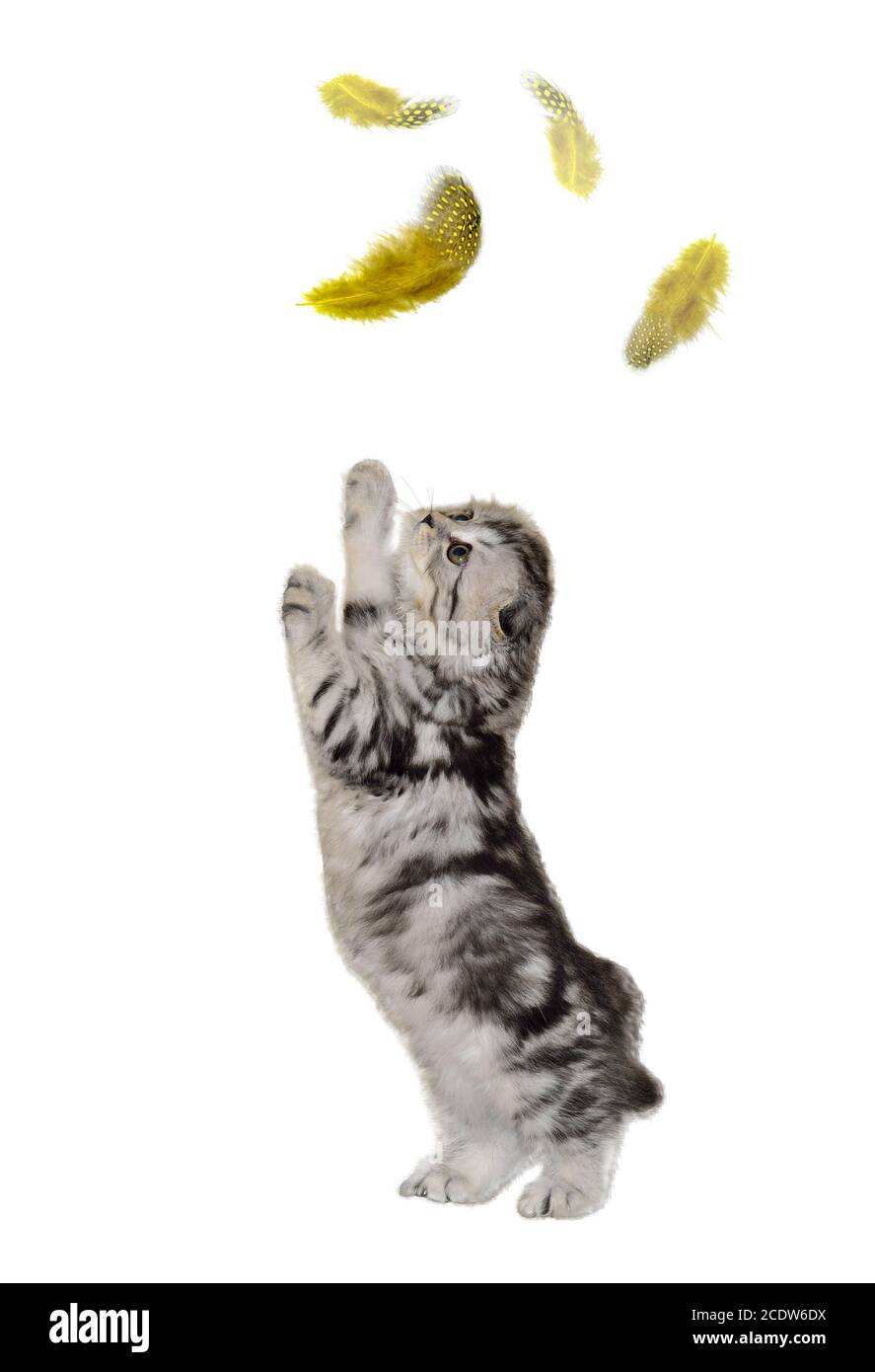 Cute little kitten of Highland Fold on hind paws plays with  flying feathers Stock Photo