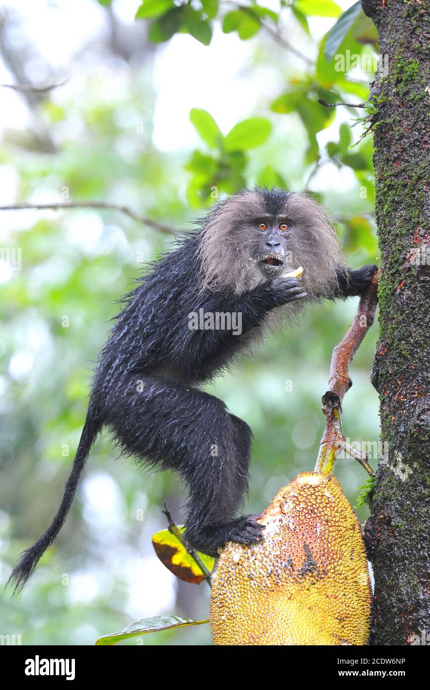 Lion Tailed Macaque (Macaca silenus) eating jack fruit from tree Stock Photo