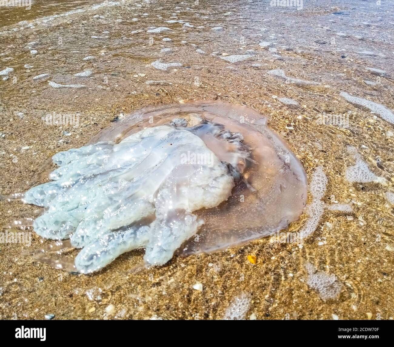 Dead jellyfish in shallow water. Jellyfish Rhizostoma root rope, thrown to the shore of the sea. Dead jellyfish. Stock Photo
