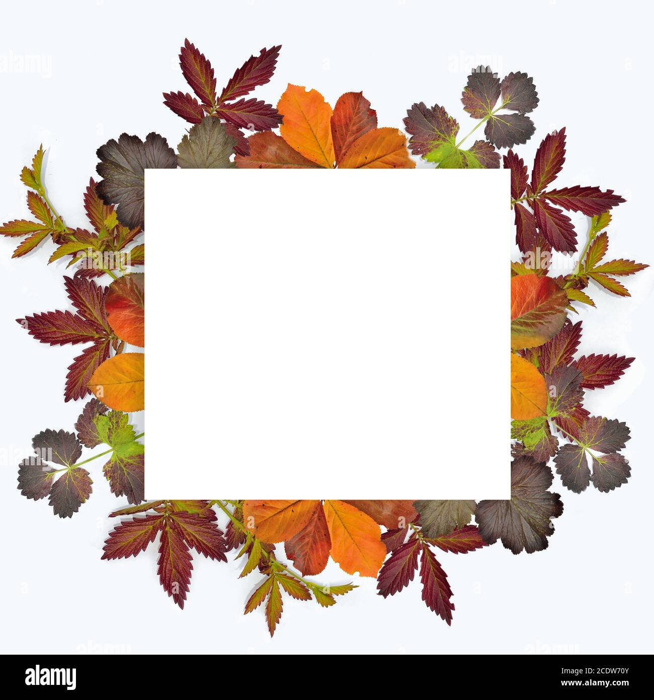 Colorful autumn leaves frame isolated on white background Stock Photo ...