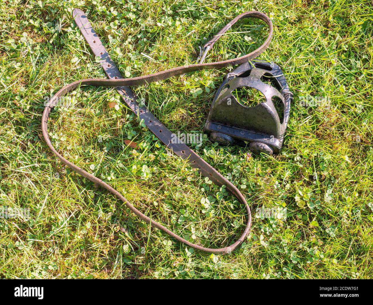 Plastic stirrups  and leather strip from horse saddle in grass. Changing saddle Stock Photo