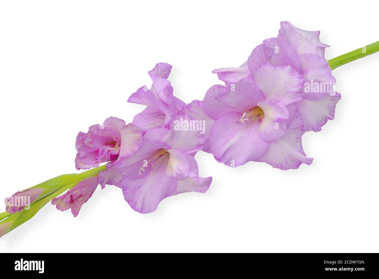 Single gentle lilac beautiful gladiolus flower isolated on white background Stock Photo