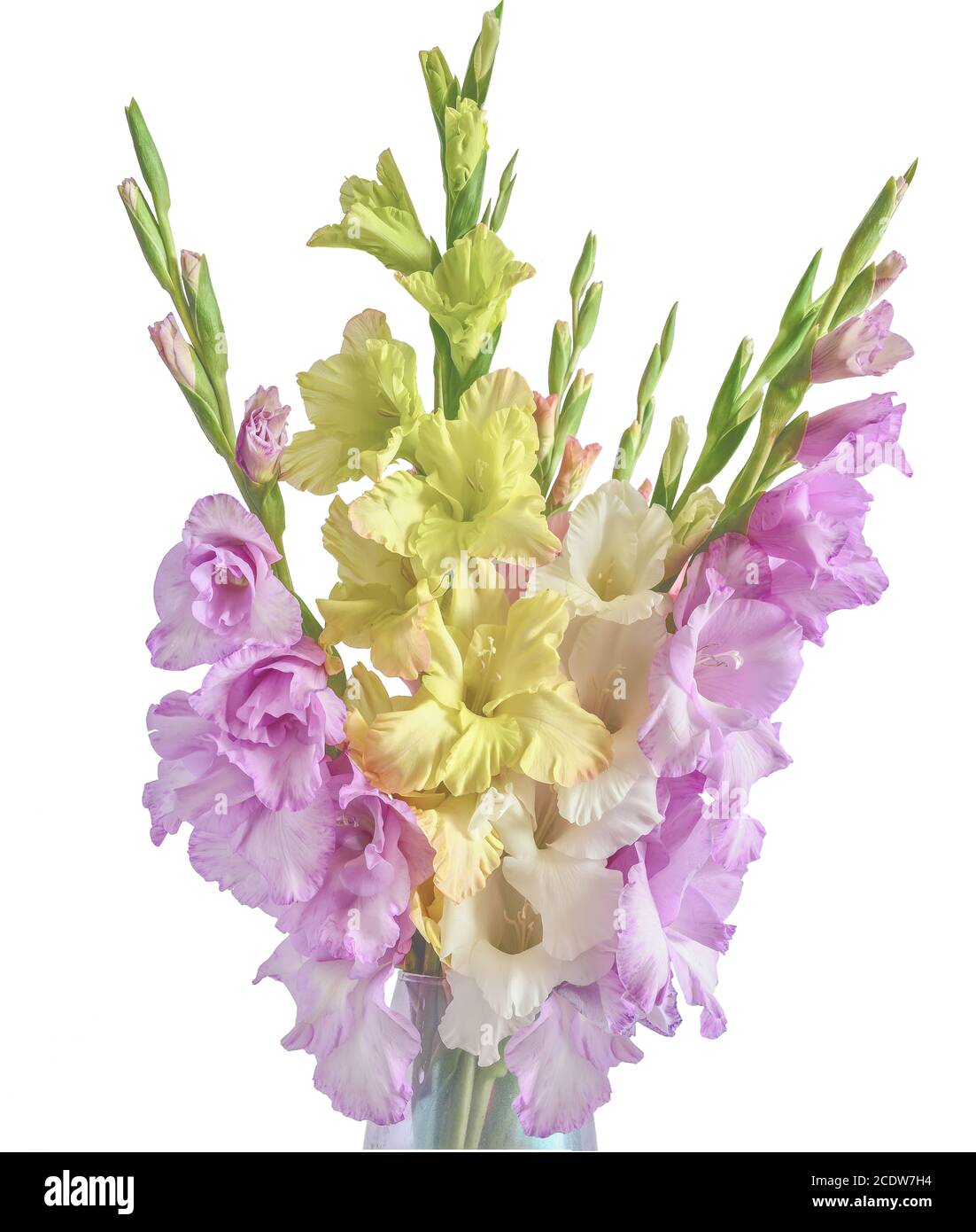 Romantic Bouquet of beautiful gladiolus flowers  isolated on white background Stock Photo