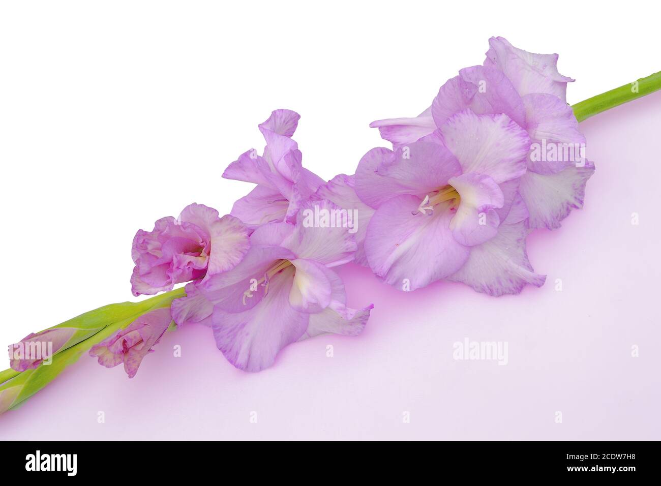 Romantic beautiful gladiolus flower of gentle lilac color close up, on a white-lilac geometrical bac Stock Photo