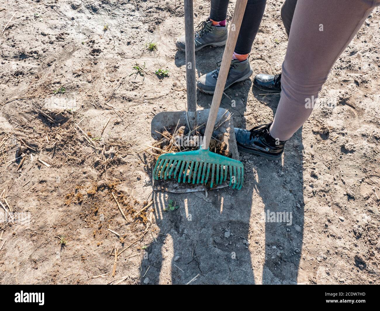 Equine dungs being collected from dusty paddock with a scoop and rake ...