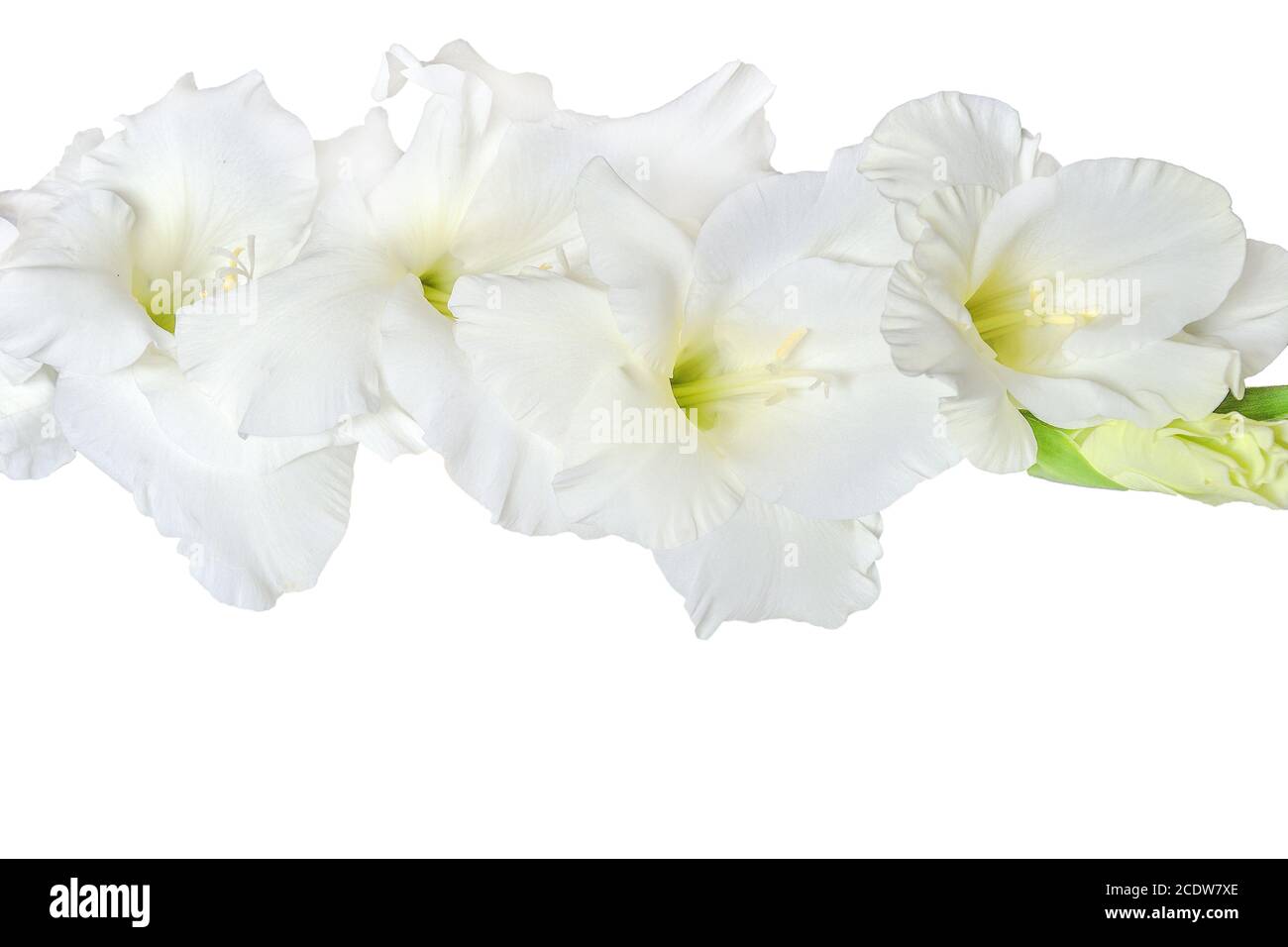 Gentle white gladiolus flower close up, isolated on a white background Stock Photo