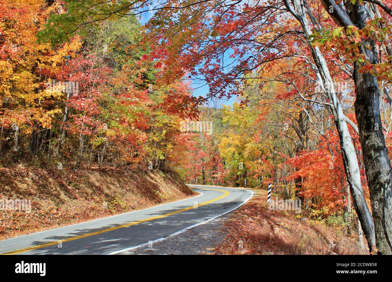 Autumn colors in trees along a winding road Stock Photo - Alamy