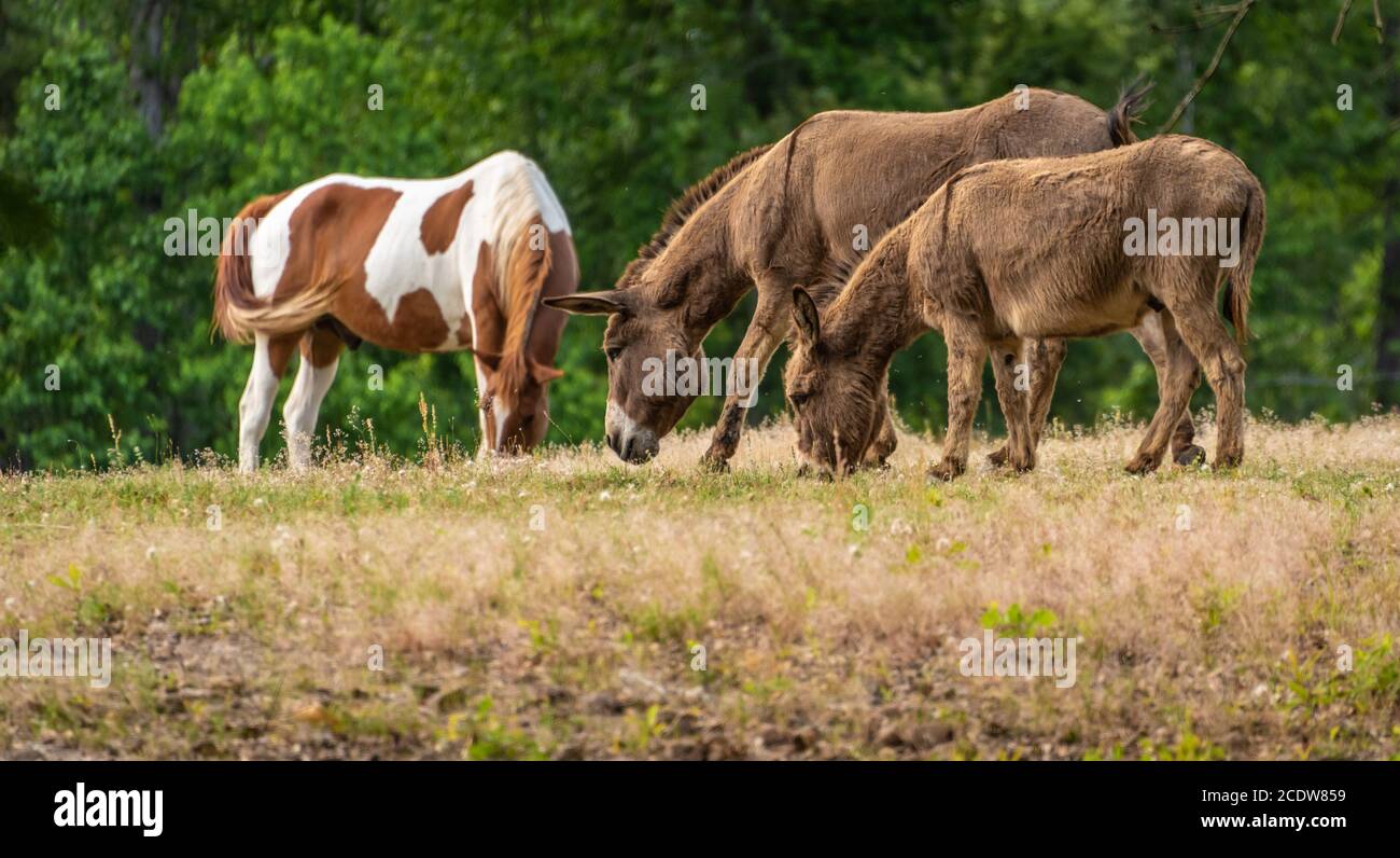 Pinto horse and donkeys grazing in a pasture in Phenix City, Alabama. (USA) Stock Photo