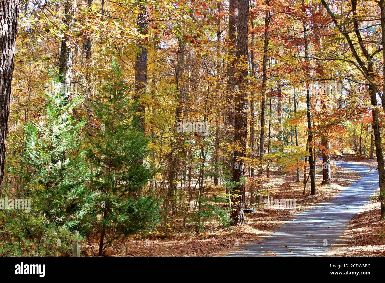 Autumn colors in trees along a winding road Stock Photo - Alamy