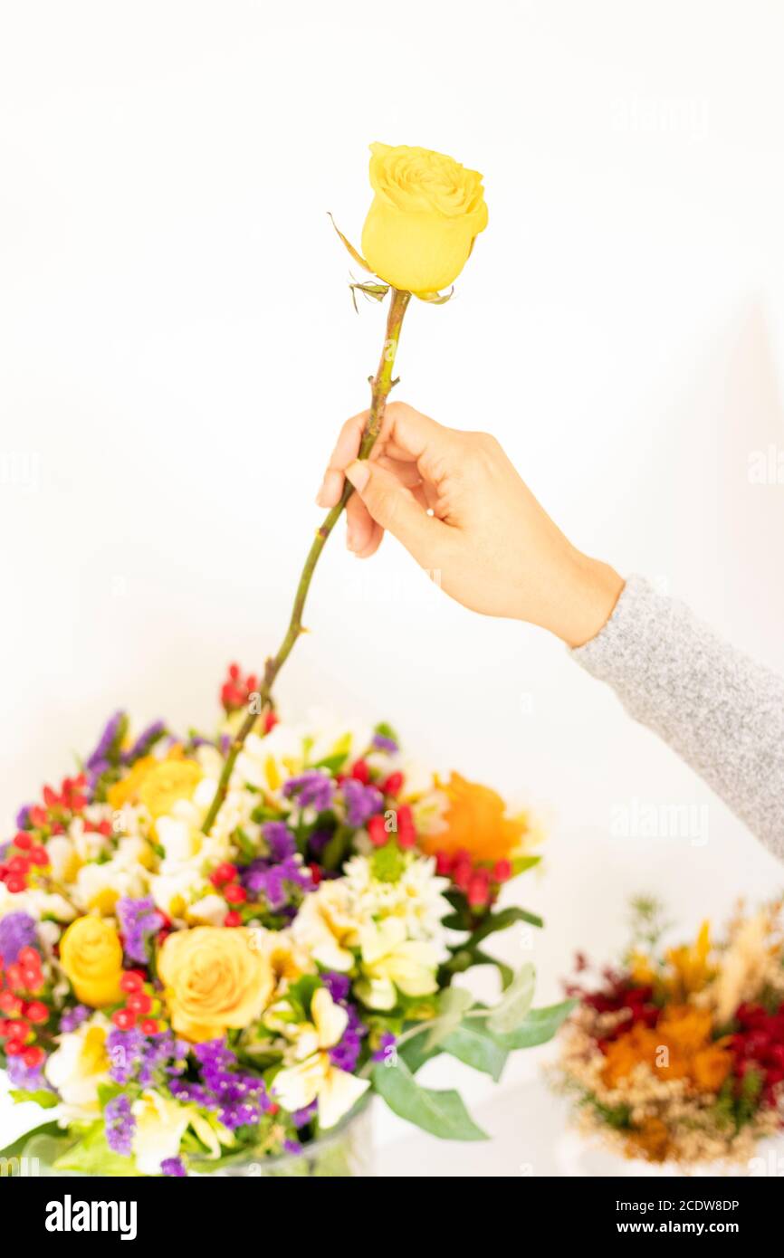 Woman's hand placing yellow rose to flower bouquet Stock Photo