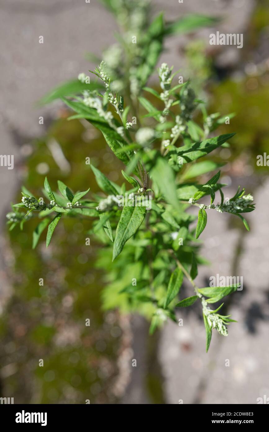 Pavement weed hi-res stock photography and images - Alamy