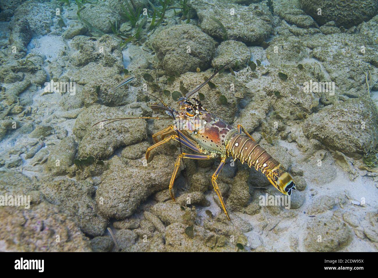 Panulirus argus lobster Stock Photo