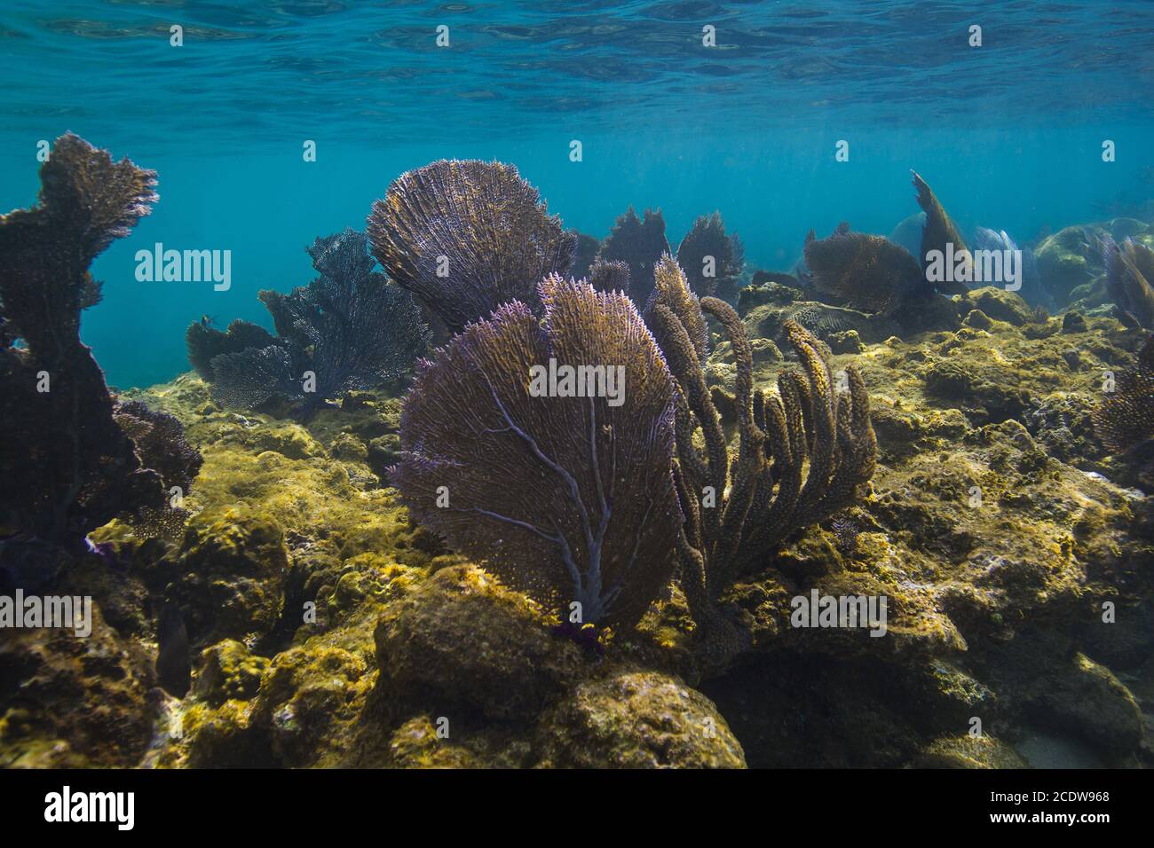 Roatan coral reef Stock Photo - Alamy