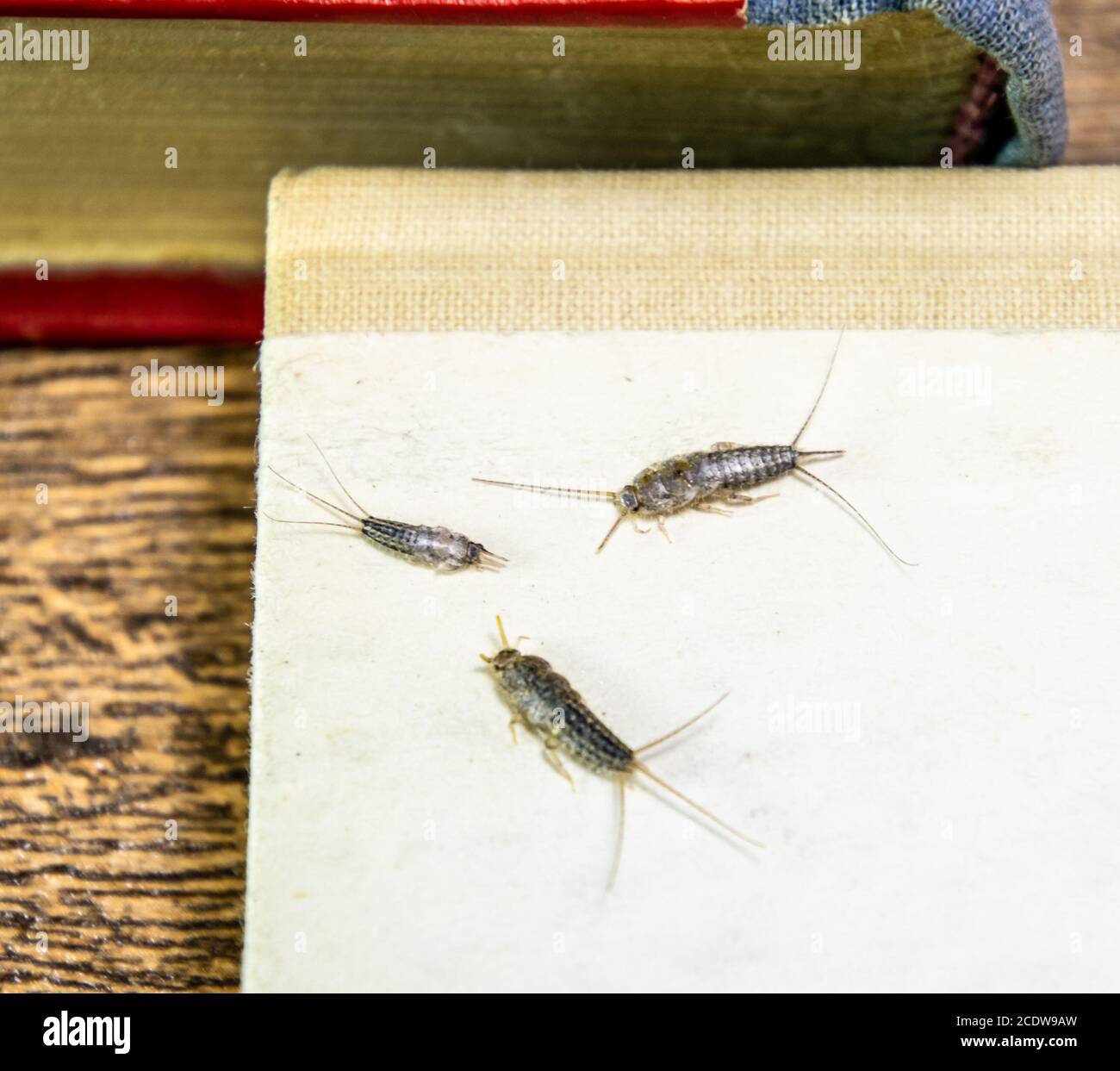 thermobia, Pest books and newspapers. Insect feeding on paper - silverfish, thermobia Stock Photo