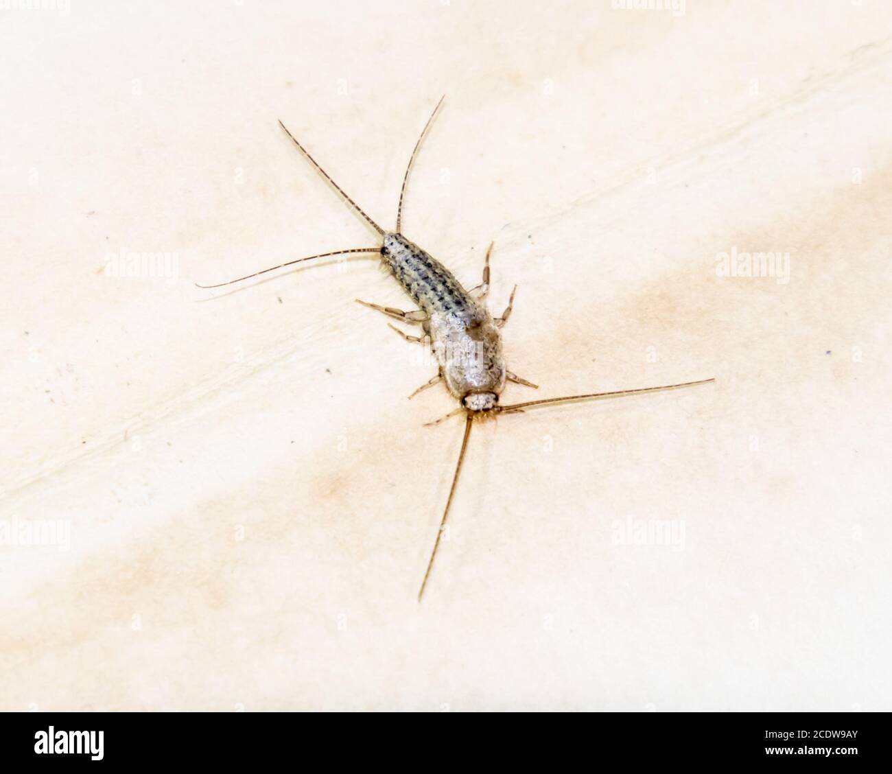 Thermobia domestica. Pest books and newspapers. Lepismatidae Insect feeding on paper - silverfish Stock Photo