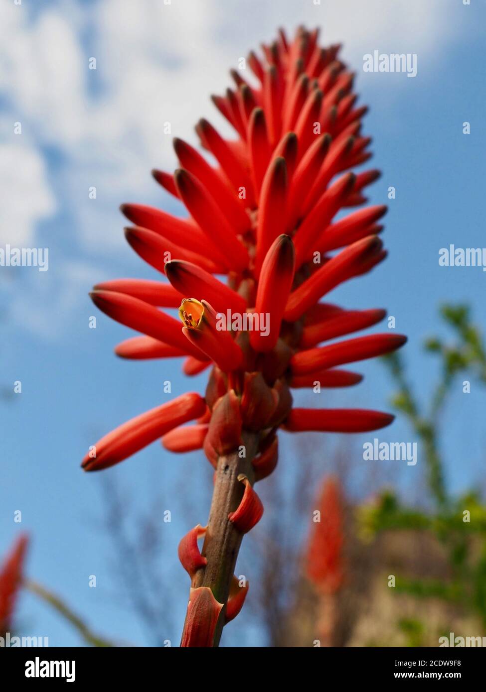 Bright red Aloe Vera flower against a blue sky Stock Photo