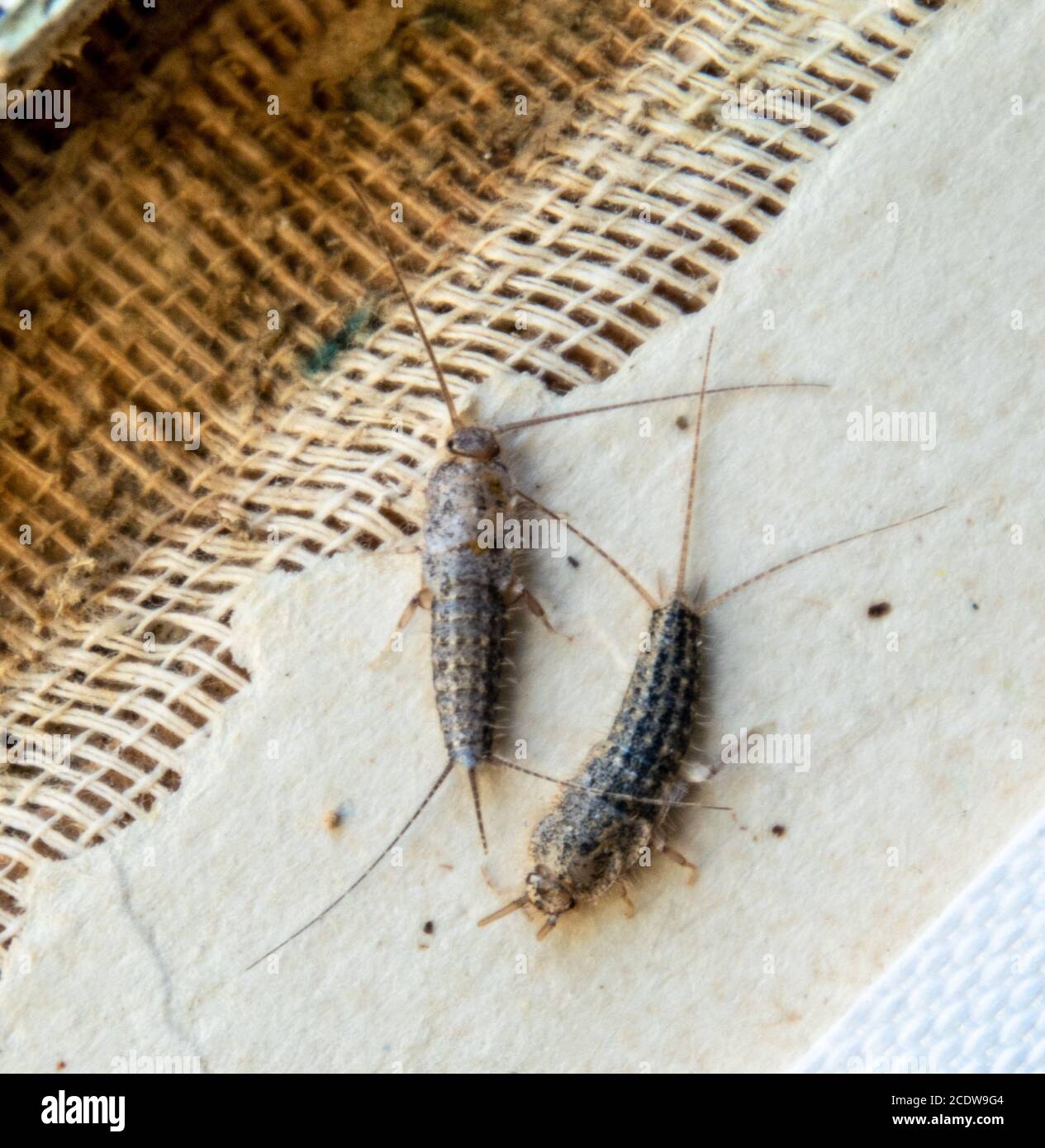 Pest books and newspapers. Insect feeding on paper - silverfish, lepisma Stock Photo