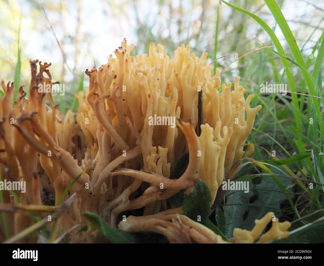 Yellow Coral funghi (Ramaria) Stock Photo
