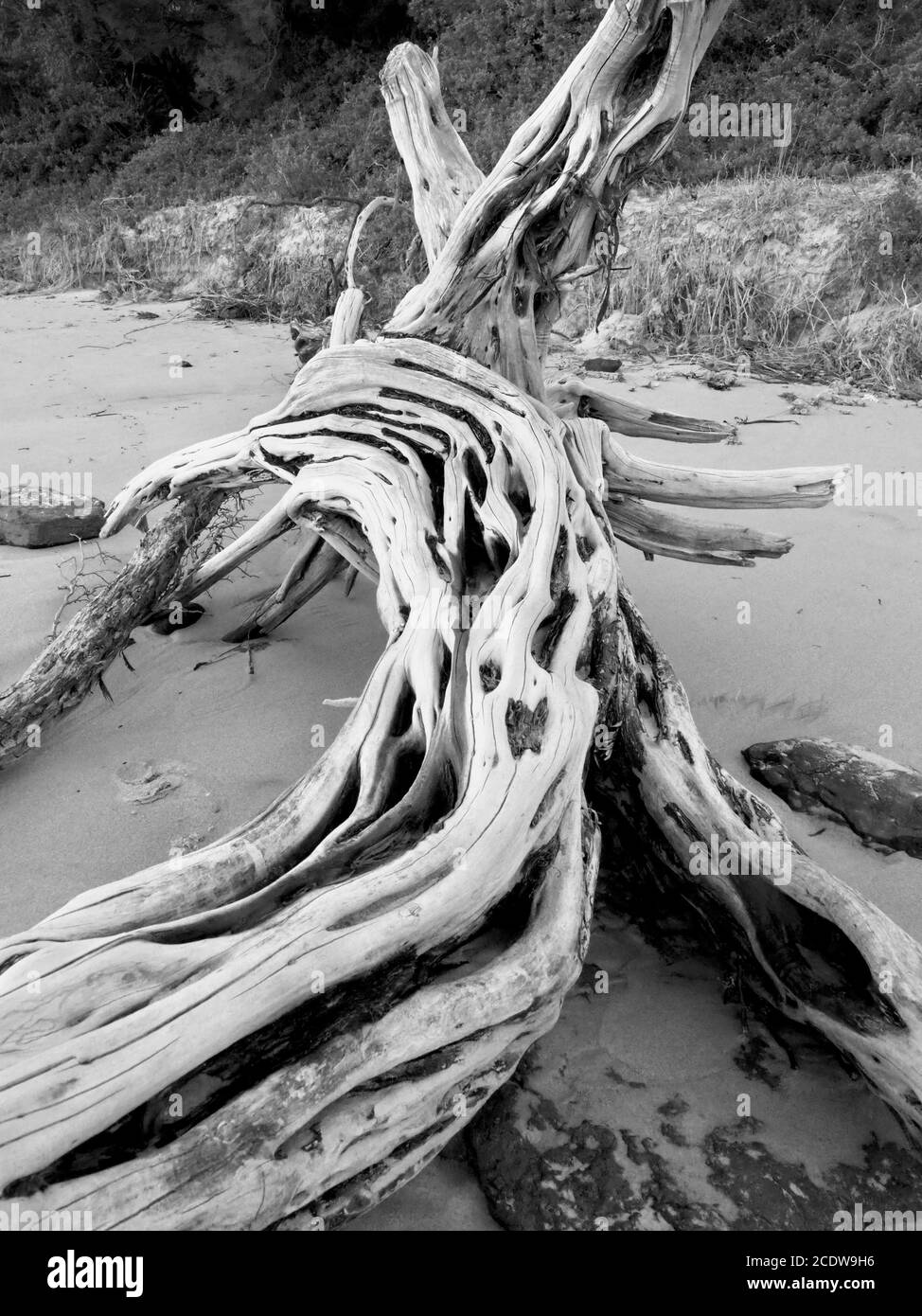 Sea worn driftwood on the beach. Black and white Stock Photo - Alamy