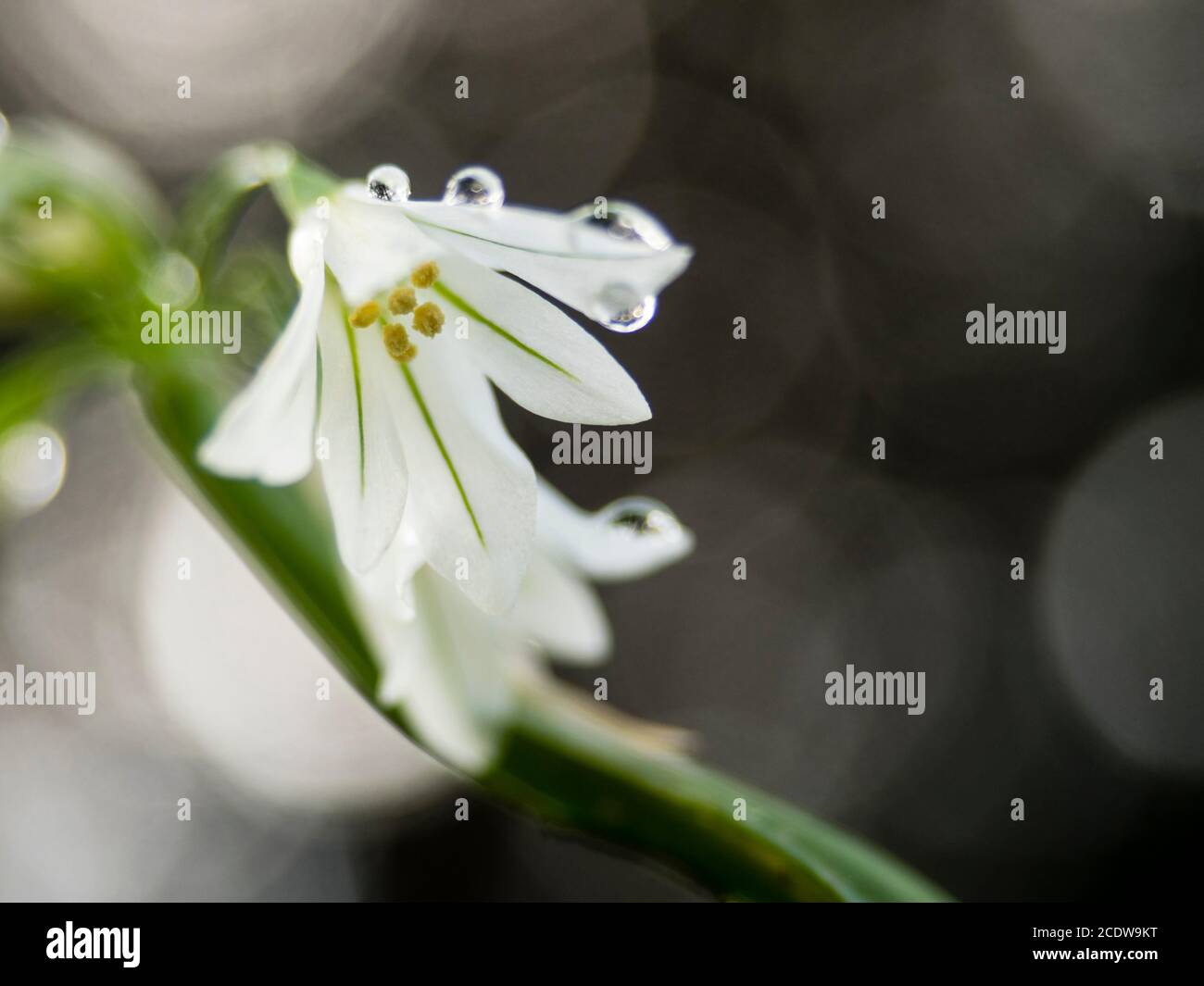Allium triquetrium (also known as snowbell, three-cornered garlic, three-cornered leek, onion weed, three-sided snowbell) flower with water droplets Stock Photo