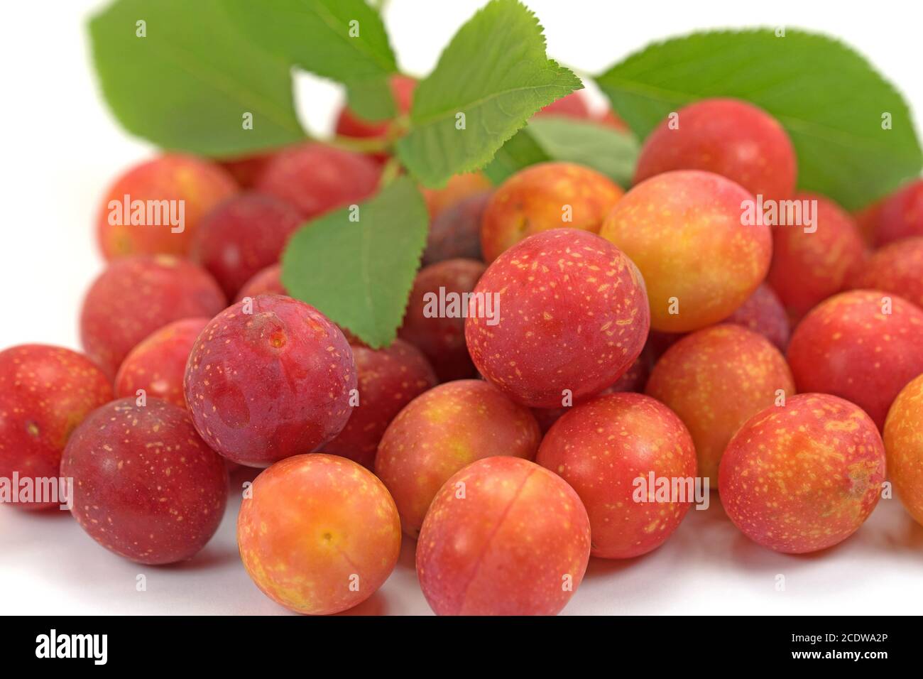 Red mirabelle plums in a close up Stock Photo