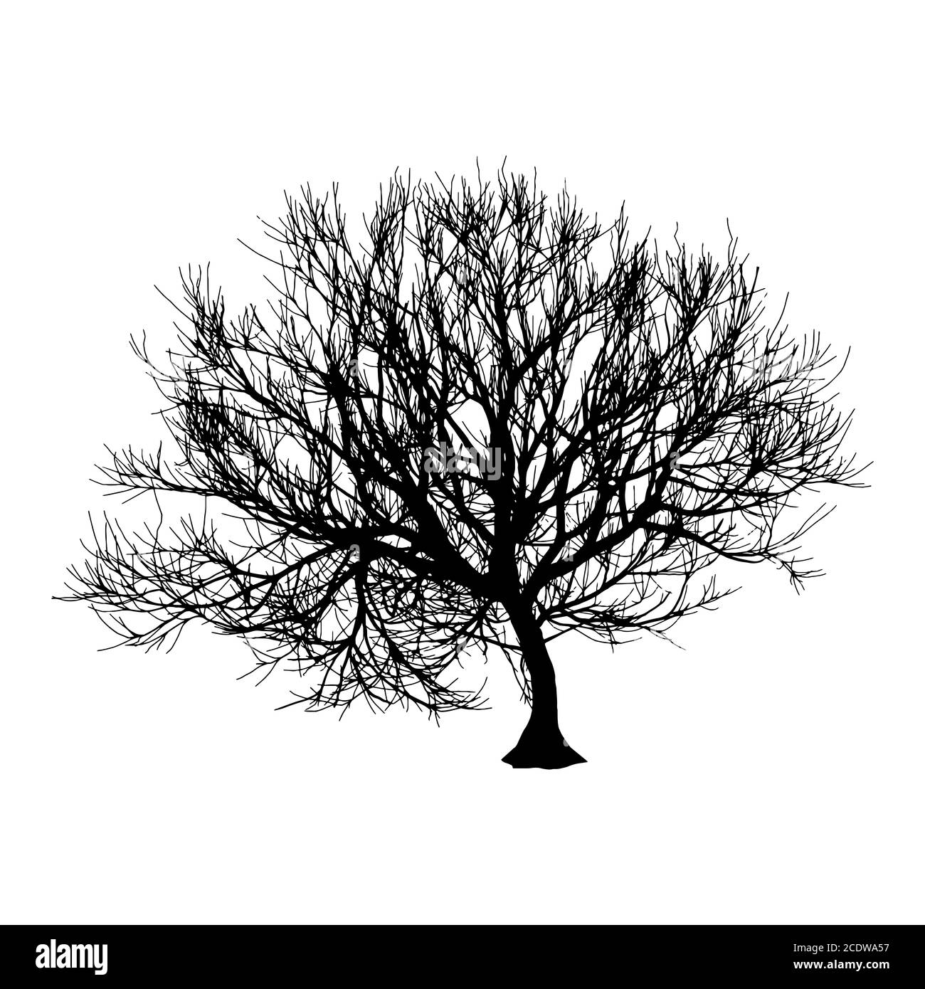 Mango Tree Clip Art Black And White