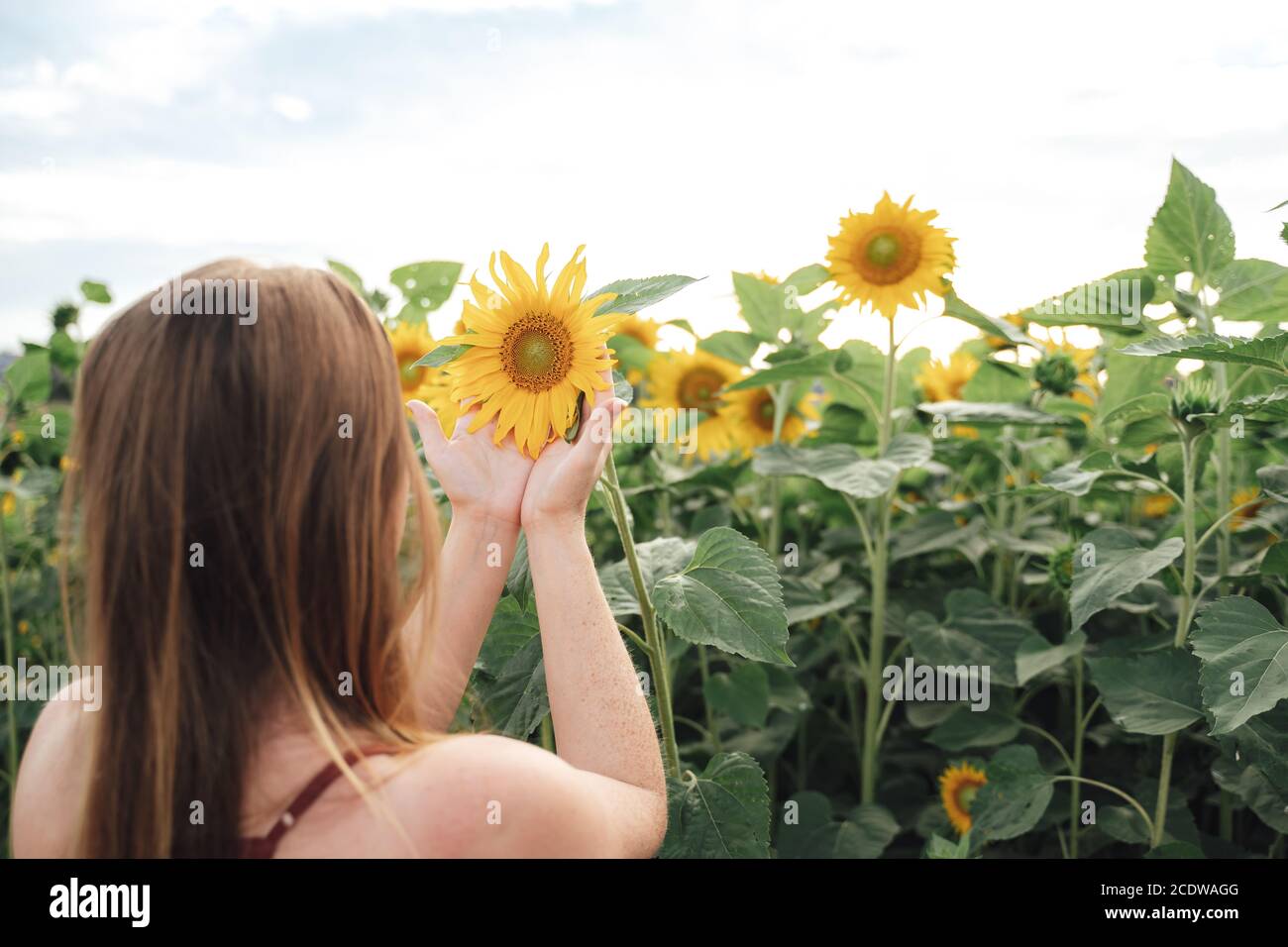 Rear view young beautiful woman hi-res stock photography and images - Alamy