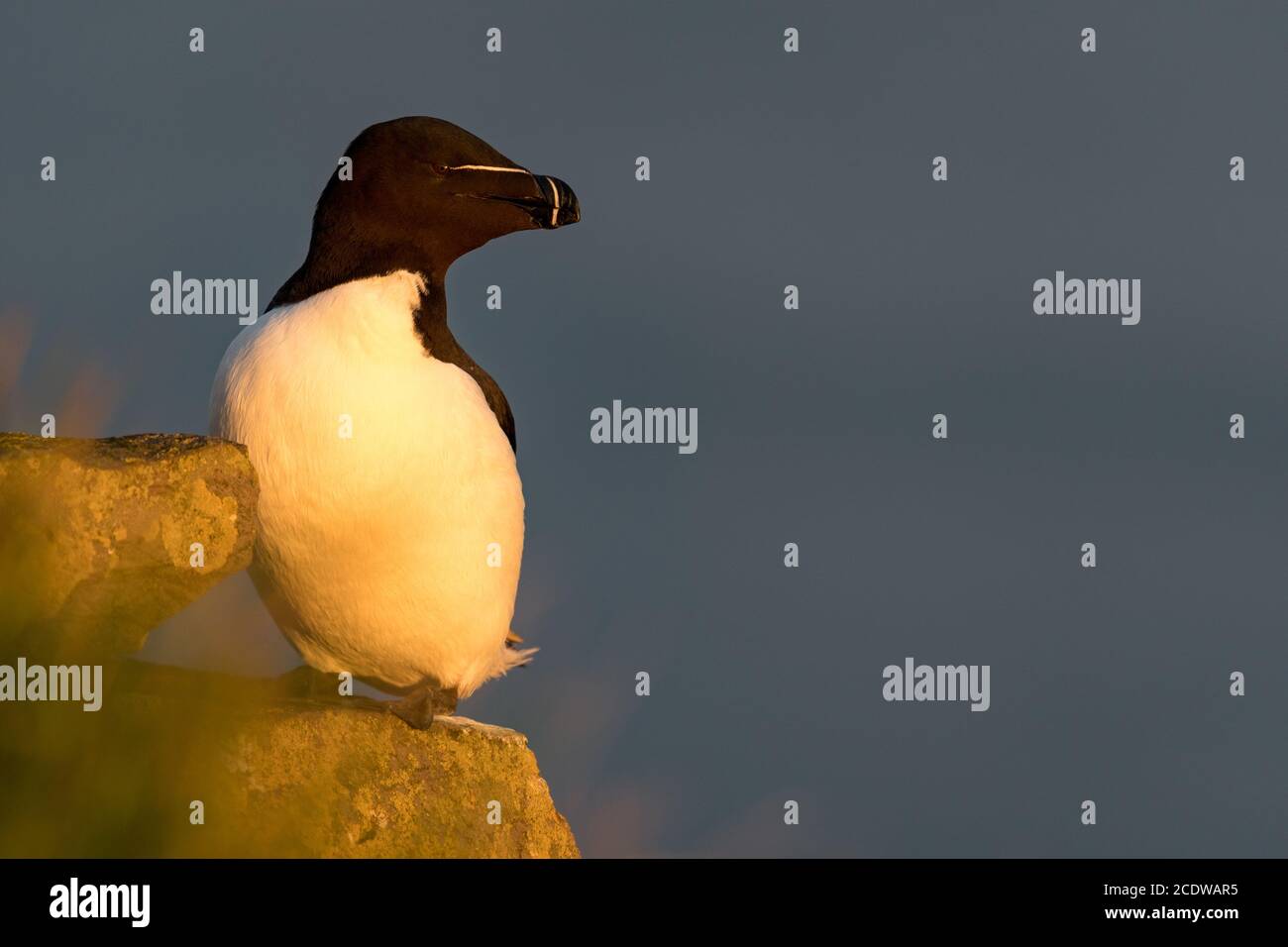 Razorbill from iceland Stock Photo - Alamy