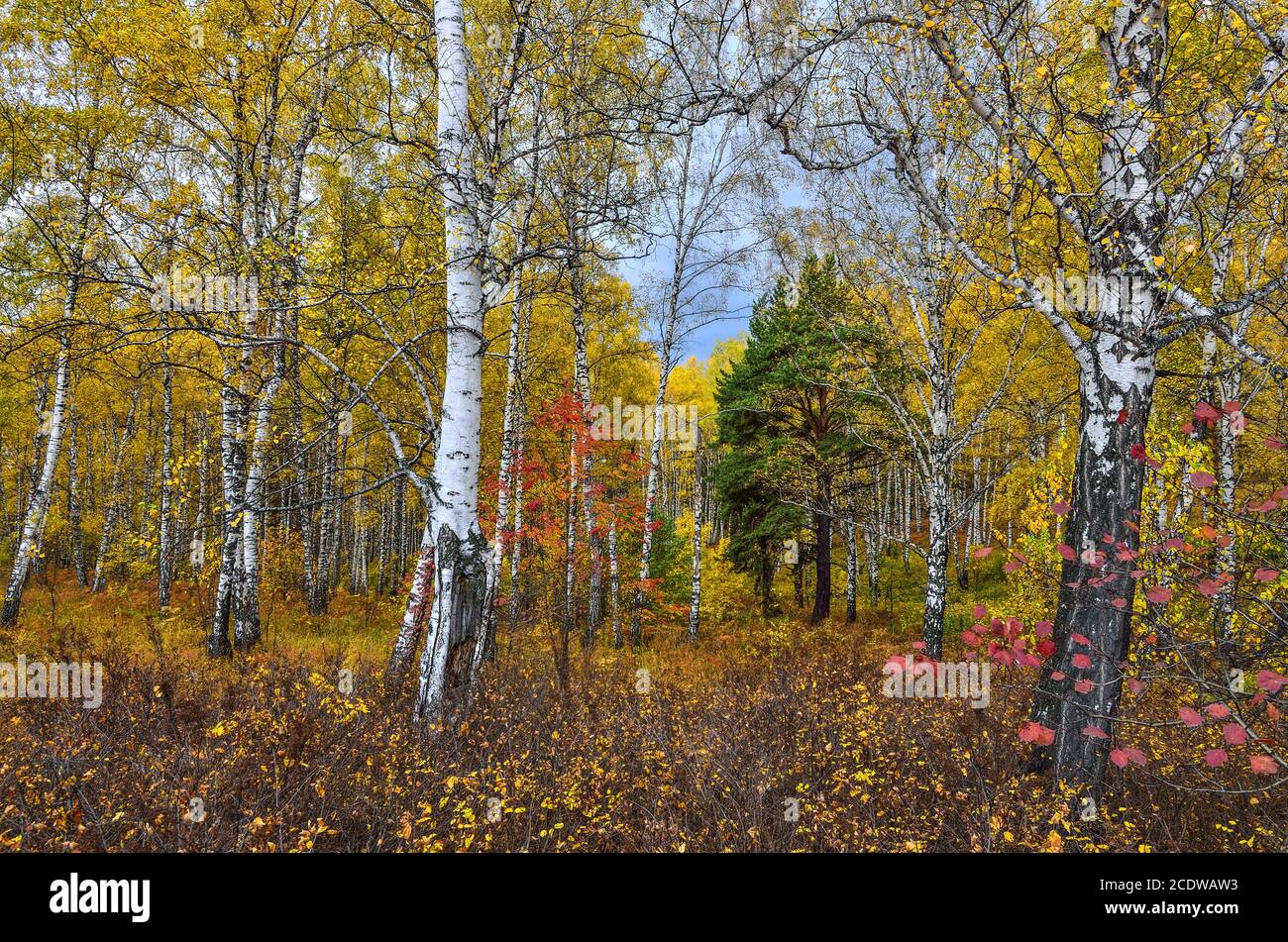 Golden autumn landscape walk on hi-res stock photography and images - Alamy