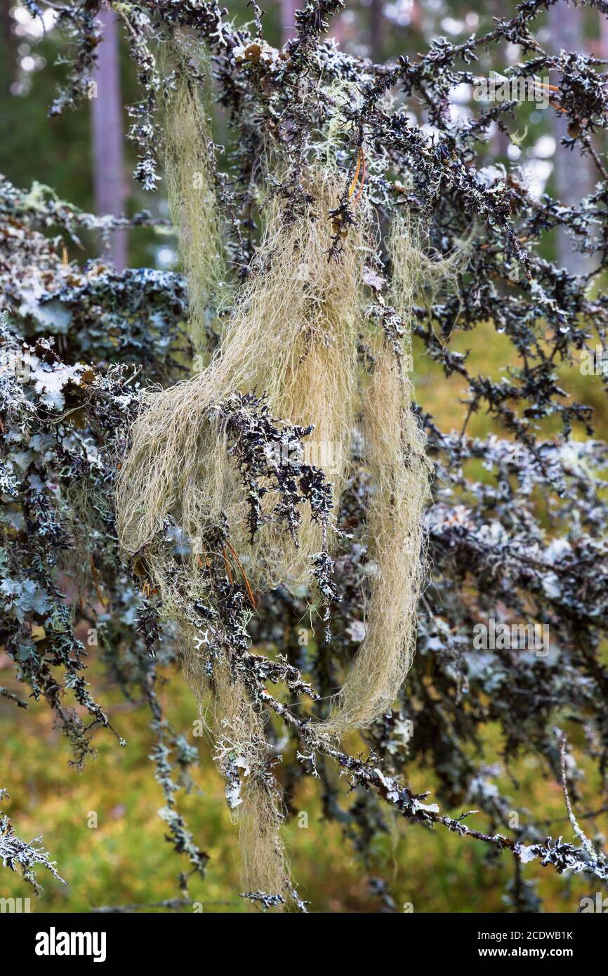 Beard lichen on branches in woods Stock Photo