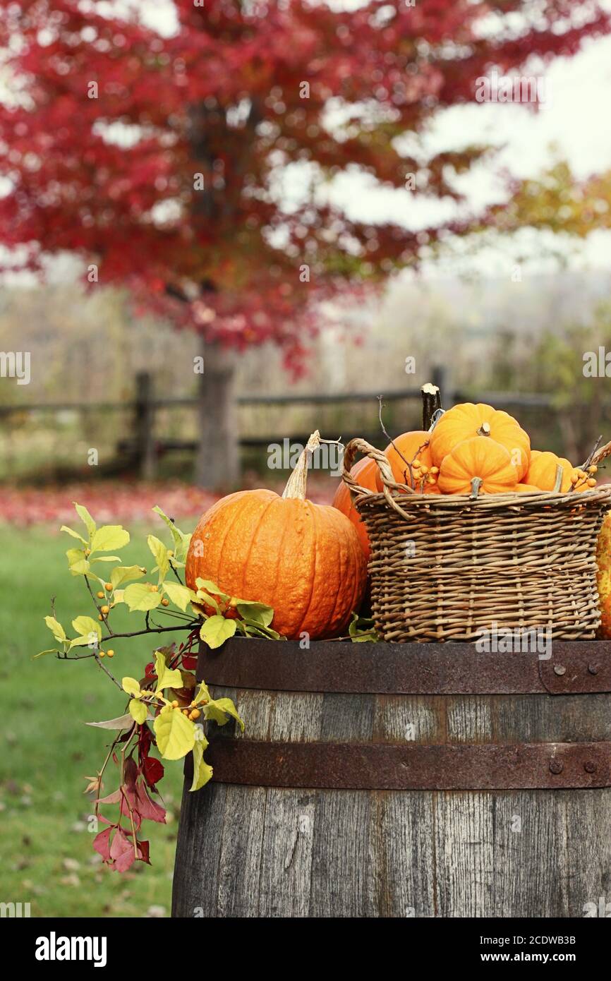 Colorful pumpkins and gourds for autumn harvest Stock Photo