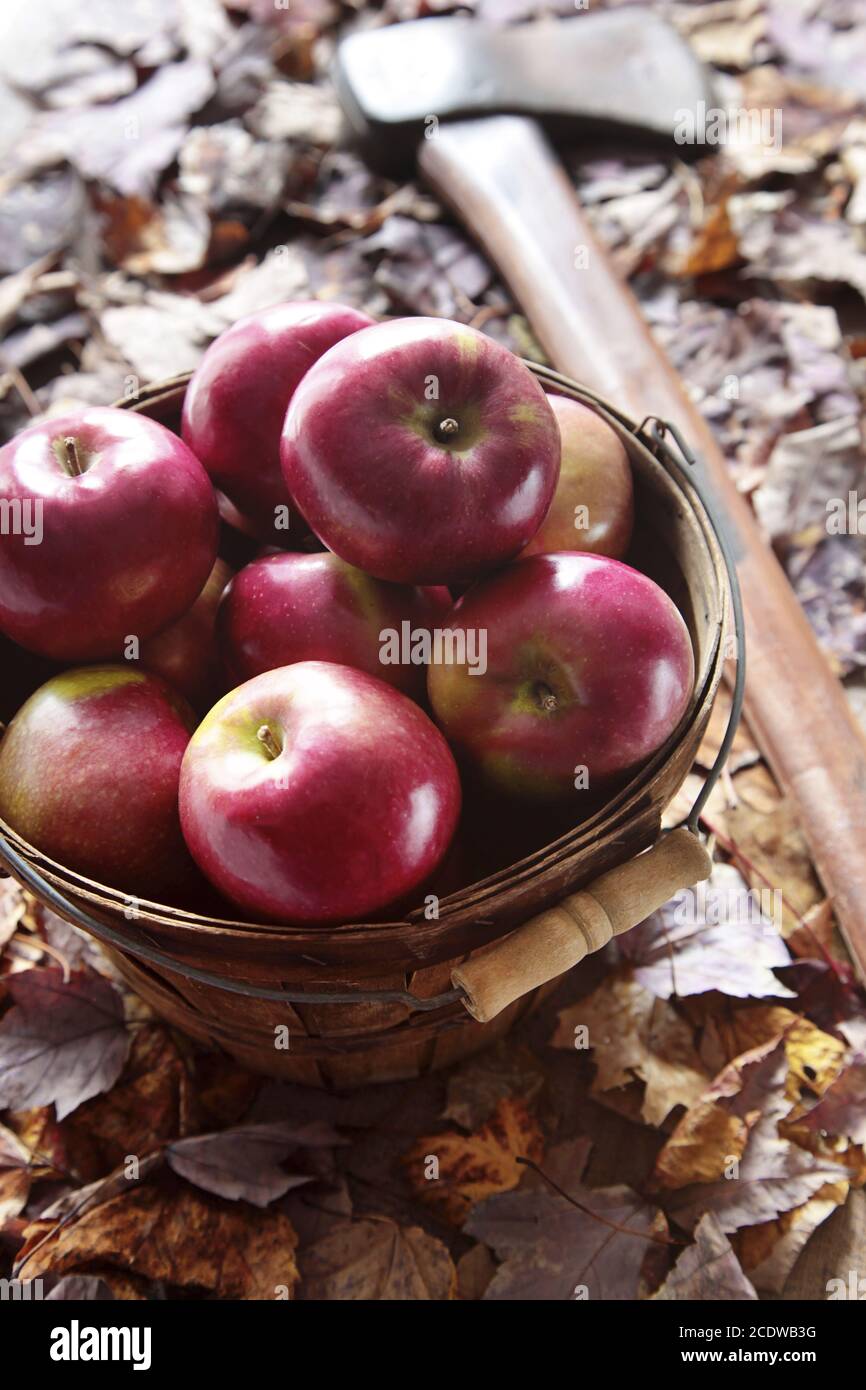 Apples in basket with axe Stock Photo