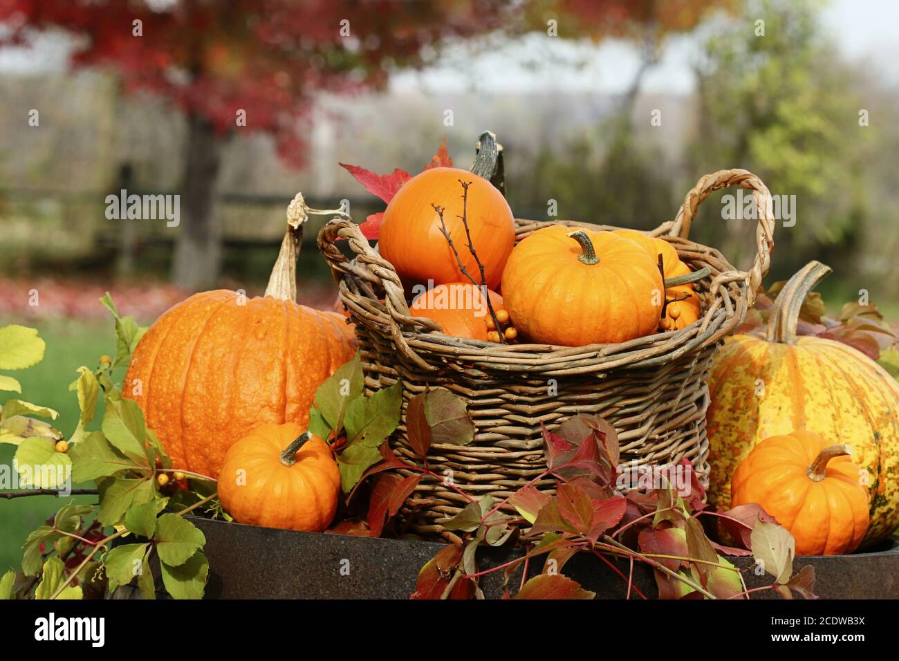 Closeup of pumpkins and gourds on old barrel Stock Photo