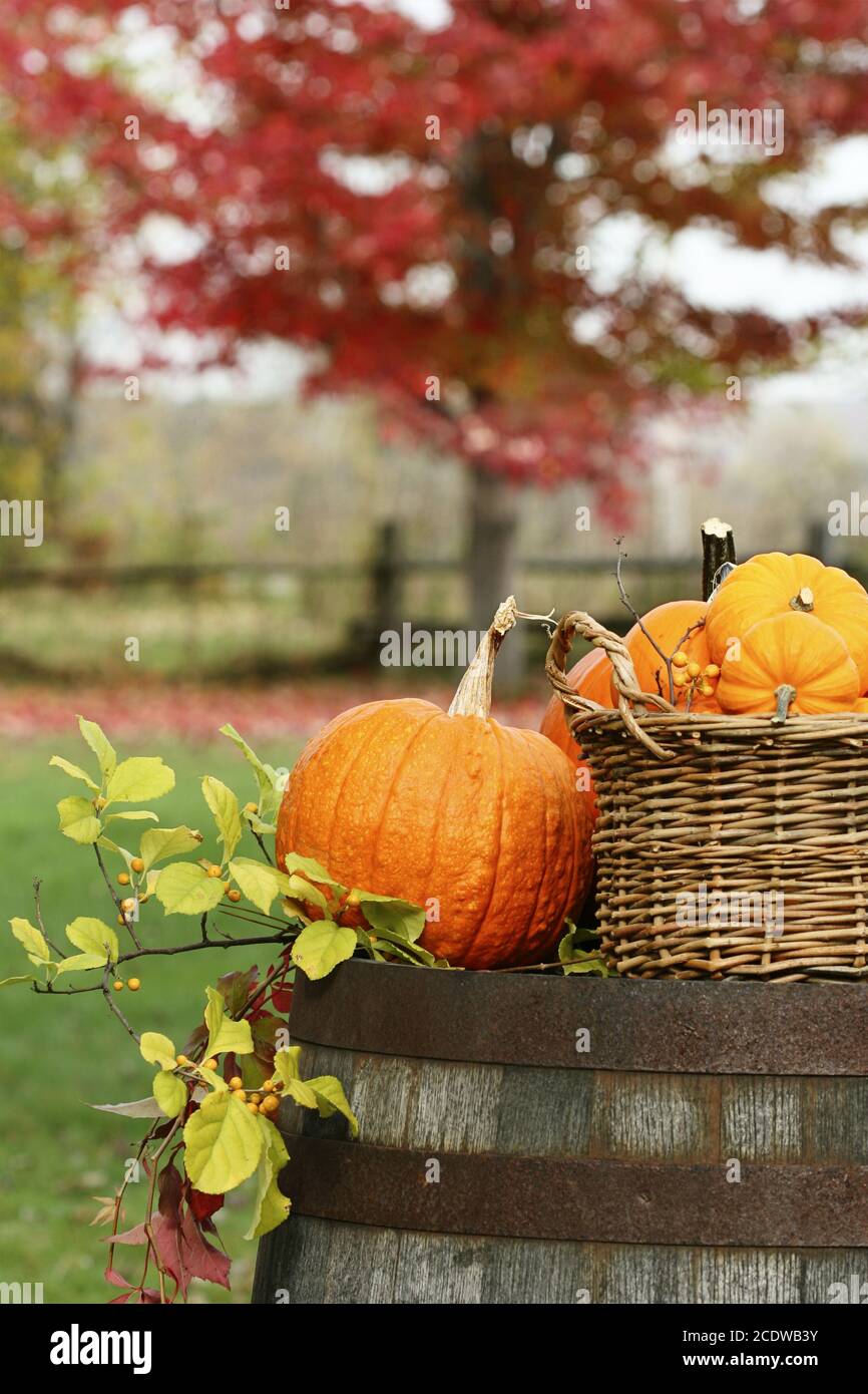 Closeup of pumpkins and gourds for autumn harvest Stock Photo