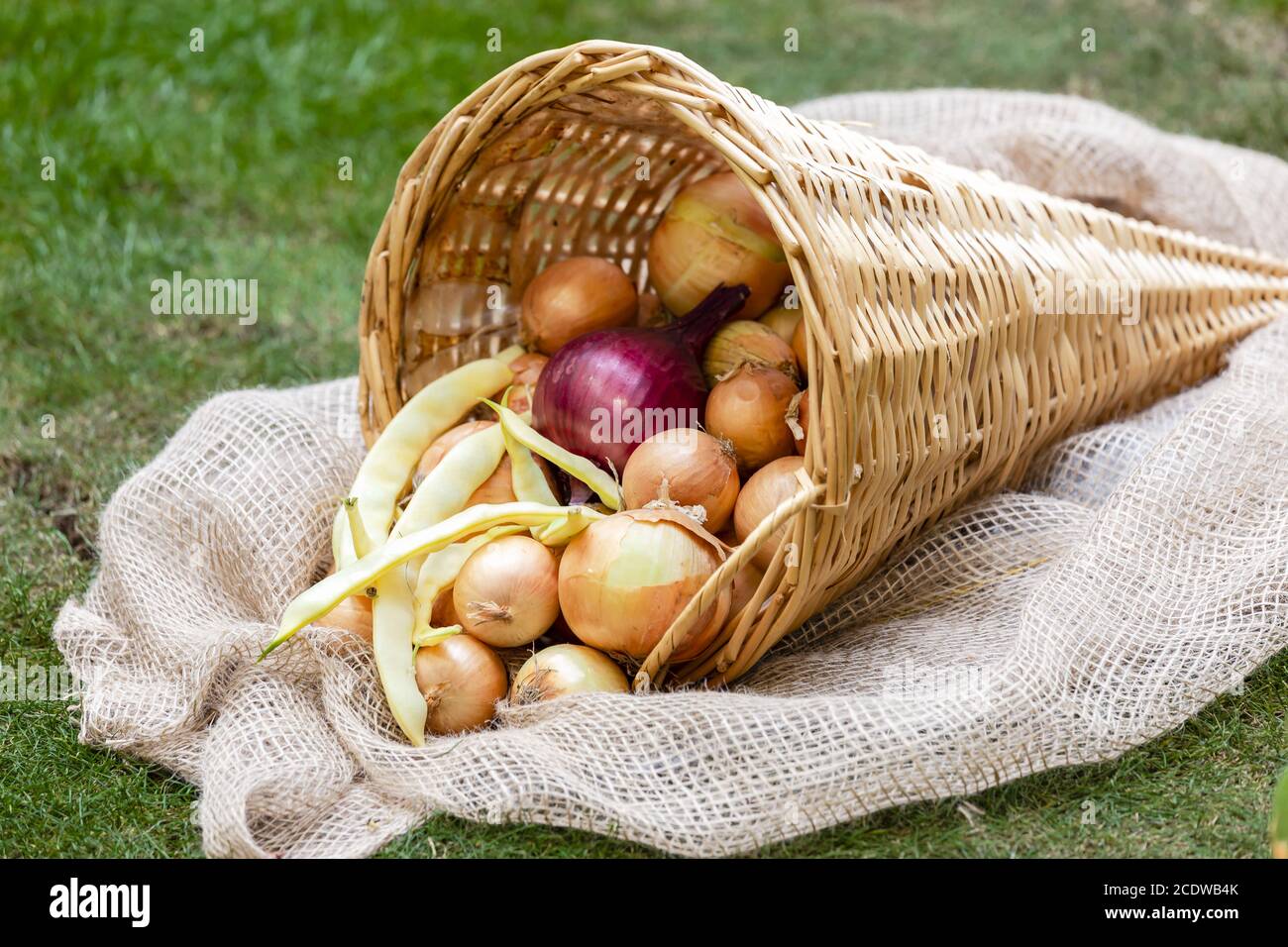 Wicker cornucopia with onions and yellow beans on a green lawn for Thanksgiving Stock Photo