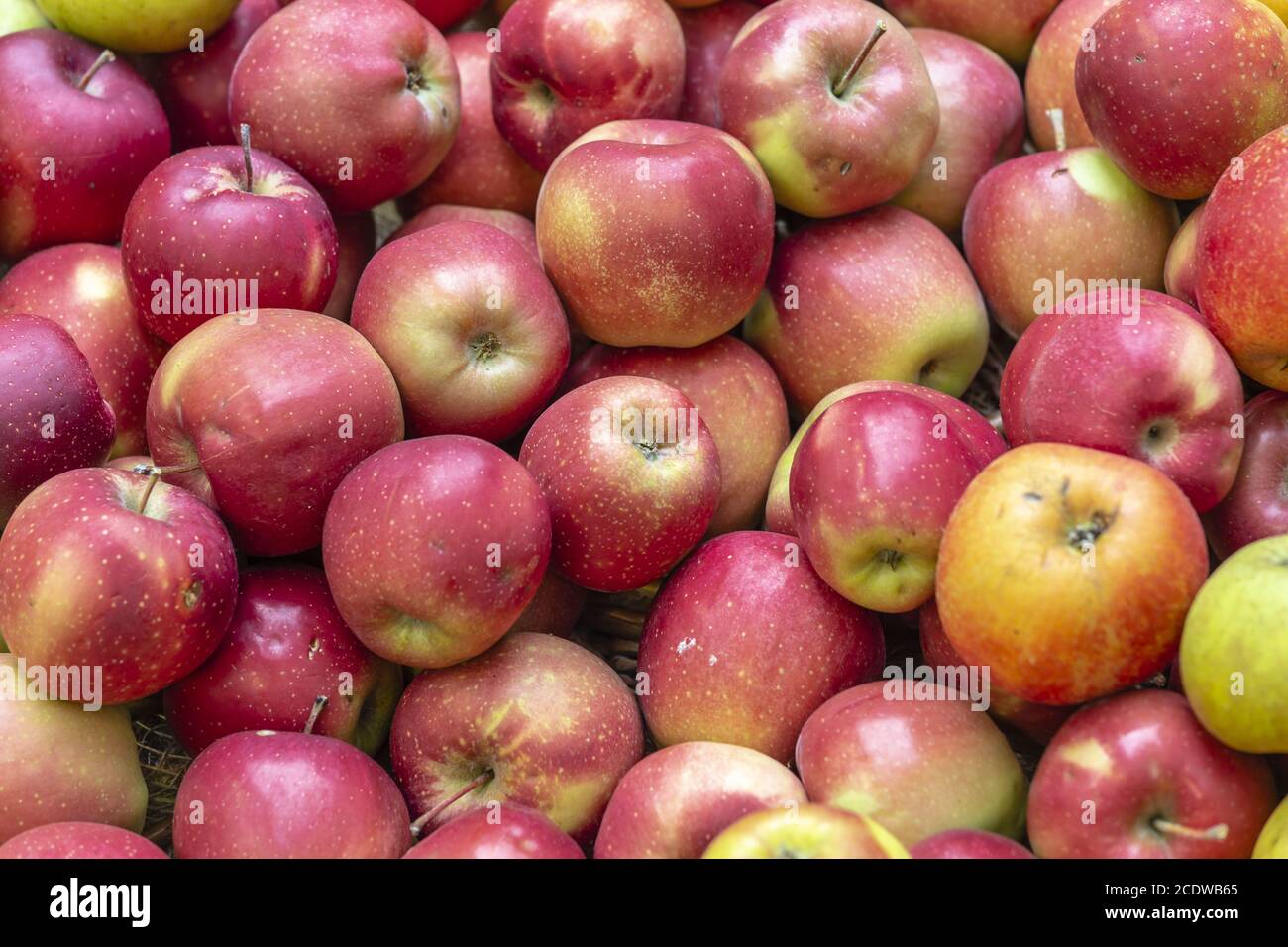 Cortland apples hi-res stock photography and images - Alamy