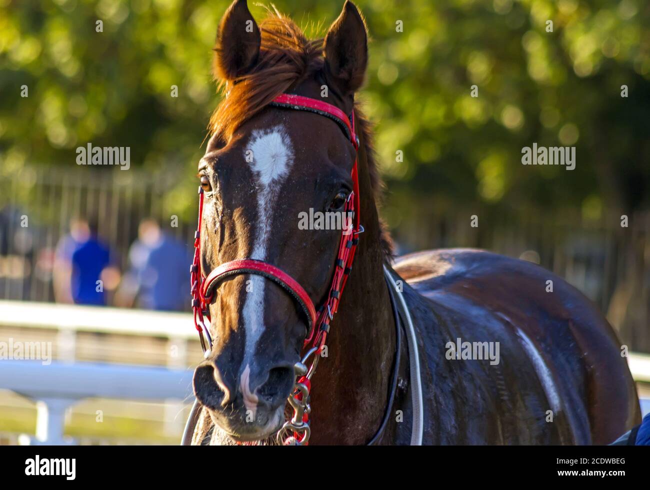 Portrait of the red arab stallion. Stock Photo