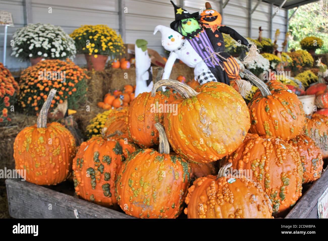Autumn Chrysanthemum flowers, pumpkins  and  decorative scarecrows Stock Photo