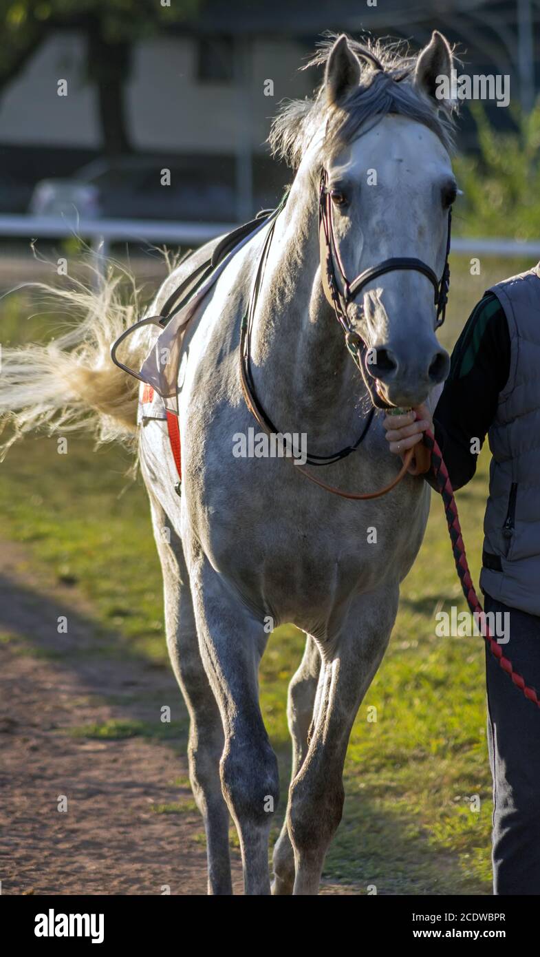 Portrait of the grey arab stallion. Stock Photo