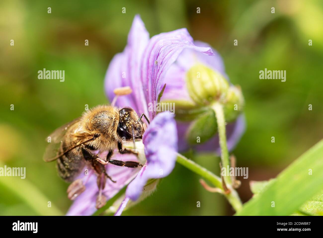 Bee on a flower close-up, macro Stock Photo