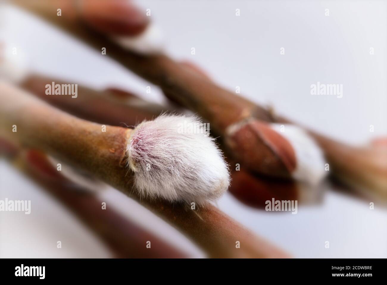 Willow branch with open buds macro Stock Photo