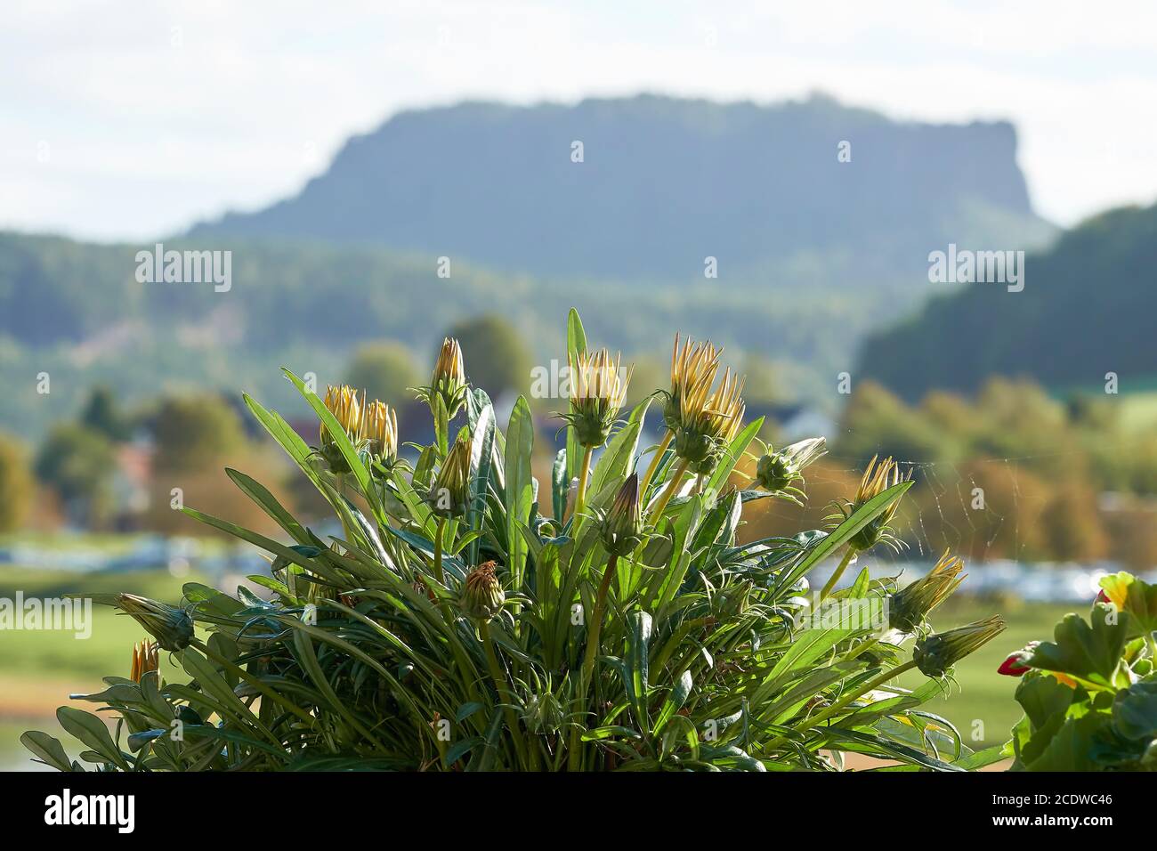 Flowering plant with the Lilienstein in the Elbe Sandstone Mountains in the background Stock Photo