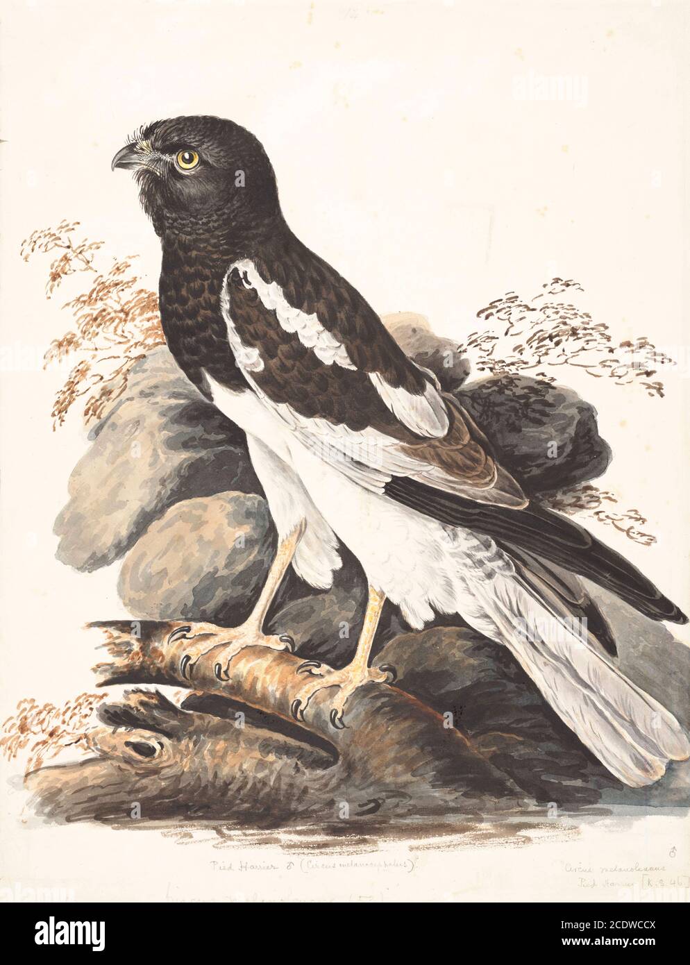 The pied harrier (Circus melanoleucos) is an Asian species of bird of prey in the family Accipitridae. It is migratory, breeding from the Amur valley in eastern Russia and north-eastern China to North Korea. Wintering individuals can be found in a wide area from Pakistan to Philippines. The population consists of approximately 10,000 individuals and the number is thought to be in moderate decline.This medium-sized harrier (length 45 cm/18in, wing span 115 cm/46in) nests in steppes and associated wetlands. Wintering individuals are often seen hunting above rice paddies and marshes. 18th century Stock Photo