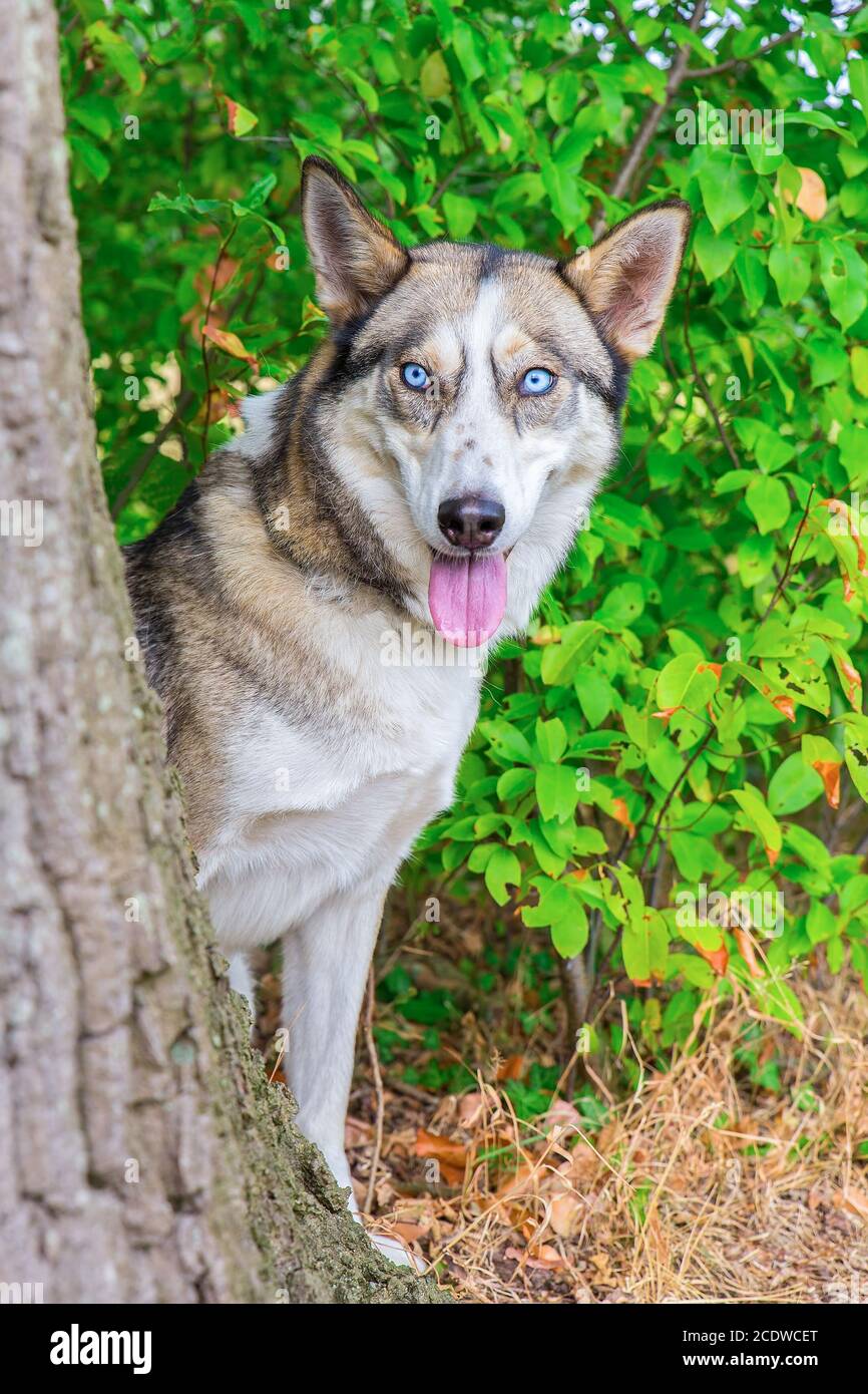 Wolfish husky dog behind tree trunk Stock Photo