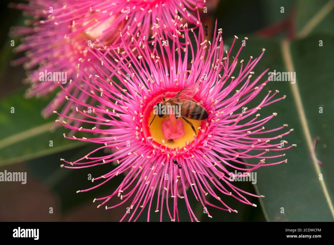 Sydney Australia, bee on pink flower of an Australian native flowering gum tree Stock Photo